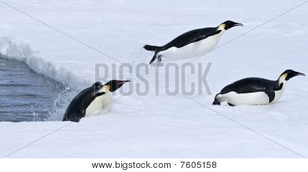 Kaiserpinguine (Aptenodytes Forsteri)
