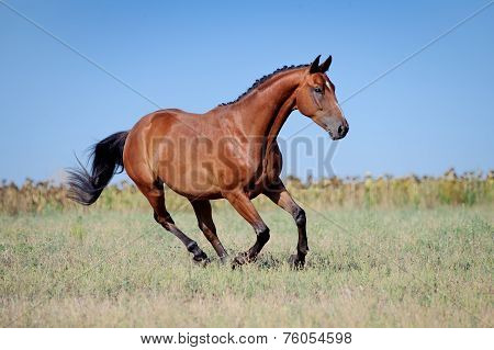 Brown young sport horses running gallop on the field with braided mane on field background