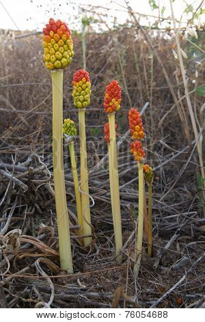 Arum Italicum Fruits