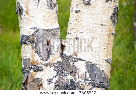 Primer plano de una corteza de árbol de abedul