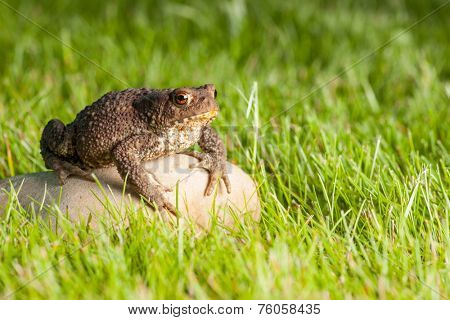 the frog is sitting on a stone in green grass