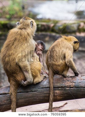 Guinea Baboon Family On The Branch