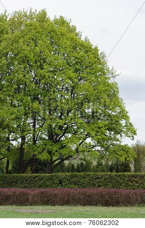 Big Oaks In The Park