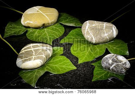 Wet Ivy Leawes And Pebble Stones