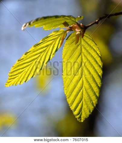 Frais printemps vert