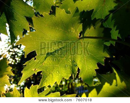 Feuille de vigne de rosée vert