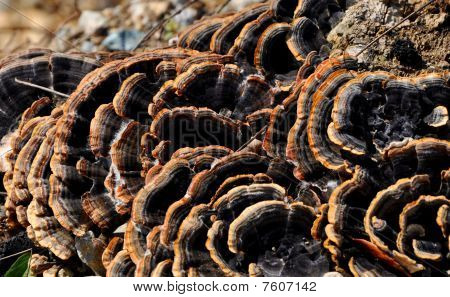 Champignons de Monet