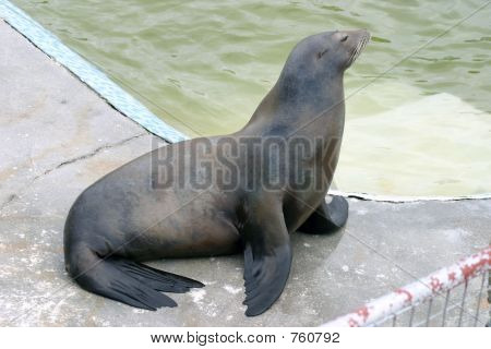 snootyseal