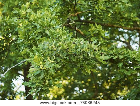 Oak leaves