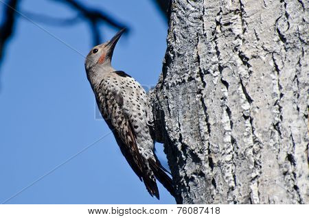 Northern Flicker Clinging To Side Of Tree