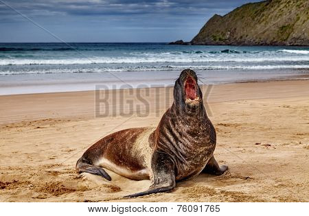 Wild seal on the beach, Cannibal Bay, New Zealand