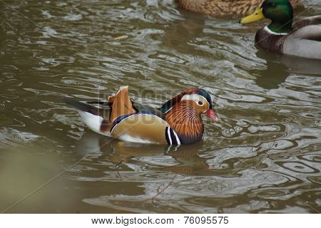 Mandarin Duck - Aix Galericulata