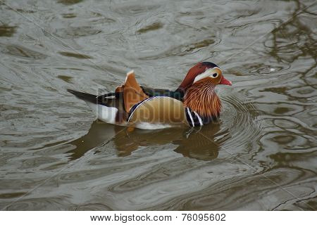 Mandarin Duck - Aix Galericulata