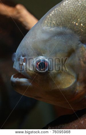 Red-bellied Piranha