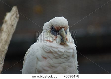 Slender-billed Corella - Cacatua tenuirostris