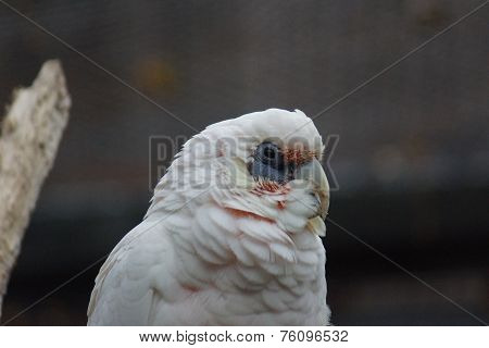 Slender-billed Corella - Cacatua tenuirostris
