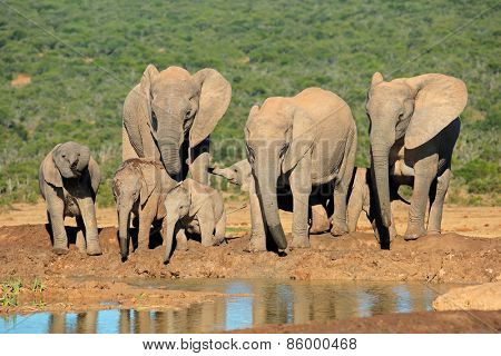 Family of African elephants (Loxodonta africana) at a waterhole, Addo Elephant National Park, South Africa