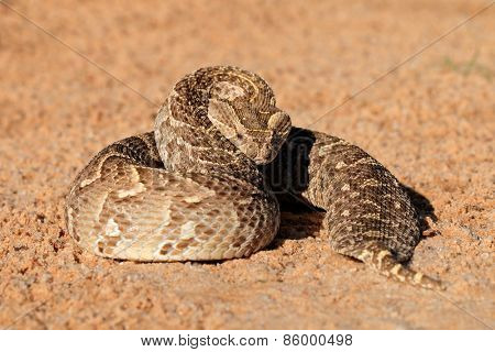 A puff adder (Bitis arietans) in defensive position, southern Africa