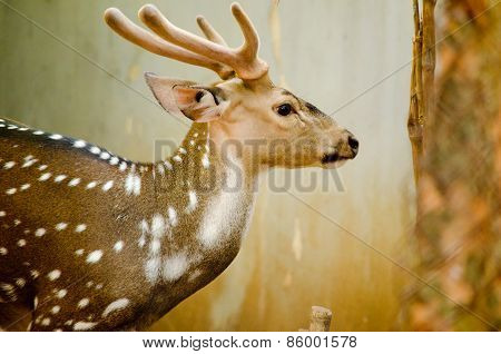 Chital Is Deer