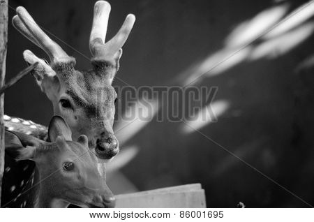 Chital Is Deer