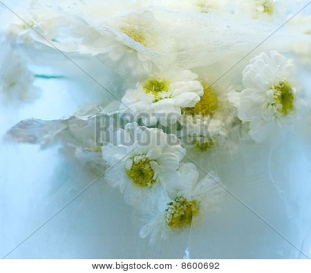 Chrysanthemum In Ice