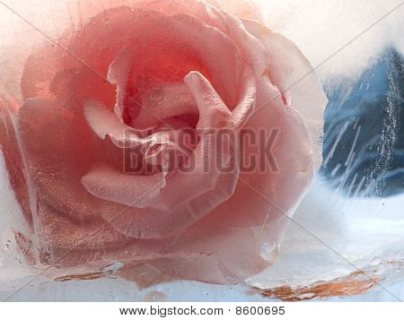 Rose In Ice