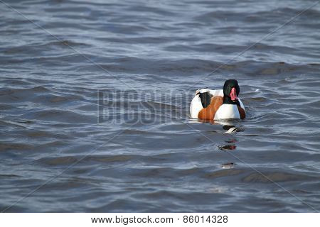 Female Shelduck (Tadorna tadorna)