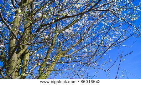 flowering tree