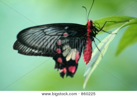 Borboleta