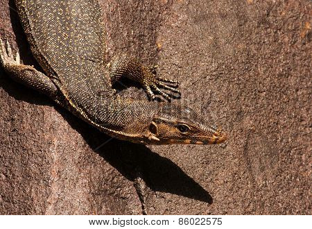Monitor Lizard Sitting On The Stone