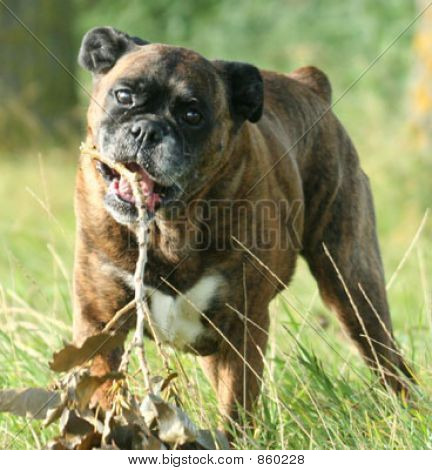 Cão