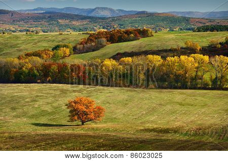 Autumn Oak Tree in colorful Nature