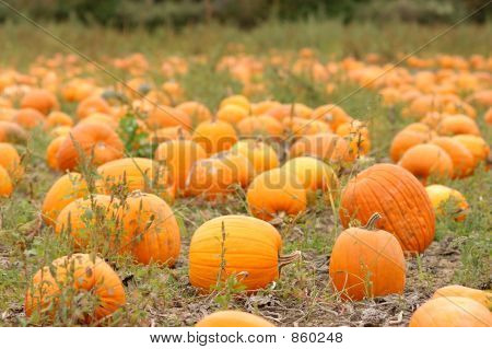 Pumpkin03