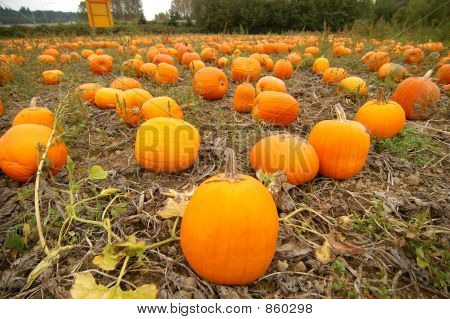 Pumpkin05