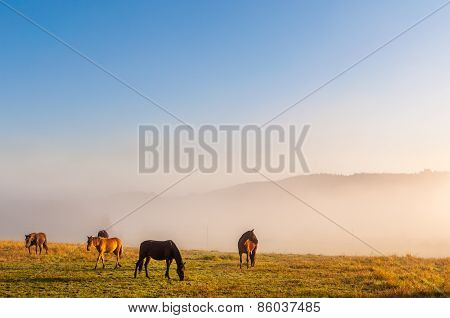 Misty fields