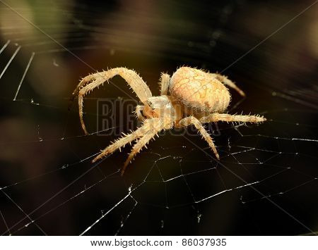 Big spider on the web
