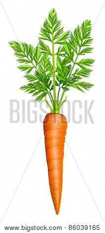 Carrot. Vector illustration.