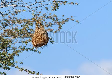 Nest Weaver Bird Hanging On Branch