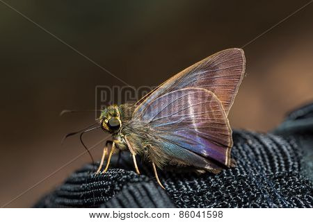 White-banded Awl Butterfly