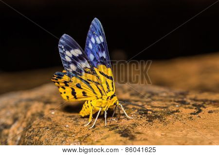 Dysphania Militaris Moth