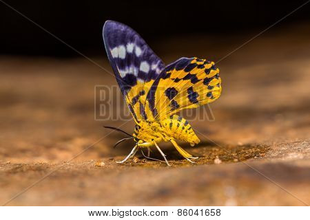 Dysphania Militaris Moth