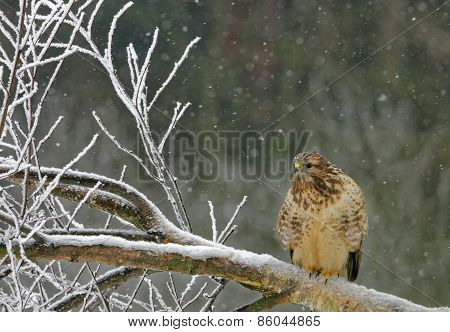 Common Buzzard Sittin On The Sitting On The Felled Tree