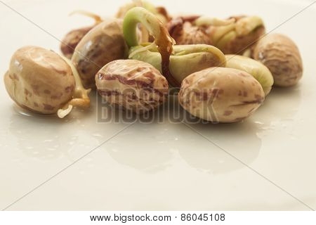 Germinating Kidney Bean On The Plate