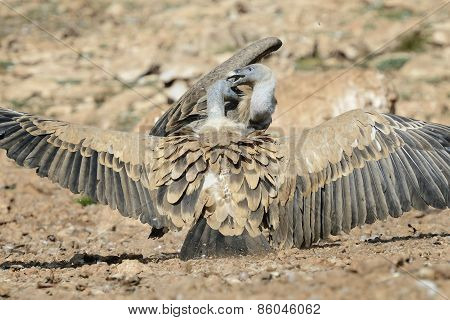 Griffon vulture