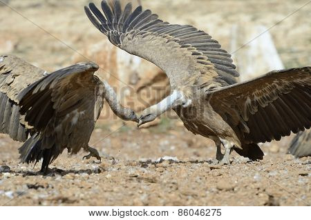 Griffon vulture