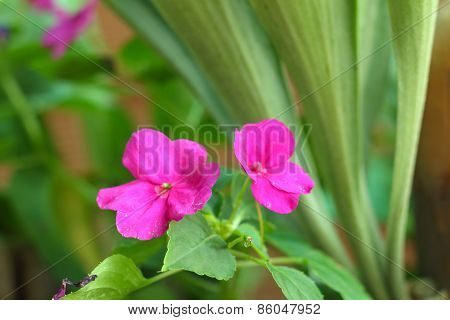 A Pink Hibiscus Flower At The Park