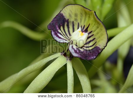 Cockleshell Orchid