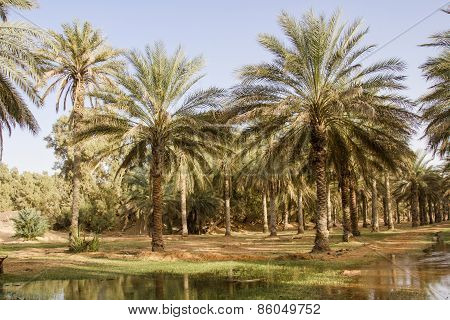 Date palms
