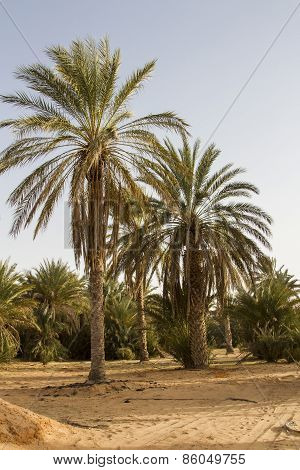 Date palms