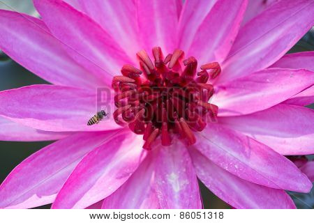 Little bee flying over a waterlily flower wide open